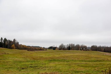 çalılar ve ağaçlar sonbahar kırsal yeşil çayır siste