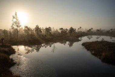 Bataklık bataklık alan yalnız çam ağaçları ile siste ve küçük su gölet alanı sis ile gündoğumu