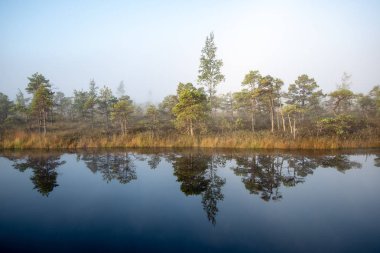 Bataklık bataklık alan yalnız çam ağaçları ile siste ve küçük su gölet alanı sis ile gündoğumu