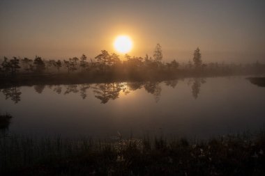 Bataklık bataklık alan yalnız çam ağaçları ile siste ve küçük su gölet alanı sis ile gündoğumu