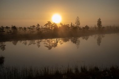 Bataklık bataklık alan yalnız çam ağaçları ile siste ve küçük su gölet alanı sis ile gündoğumu
