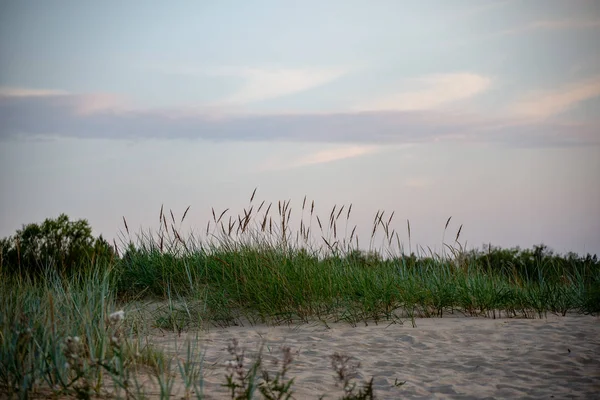 Leerer Meeresstrand Mit Sanddünen Und Trockenen Baumstämmen Die Sommer Ans — Stockfoto