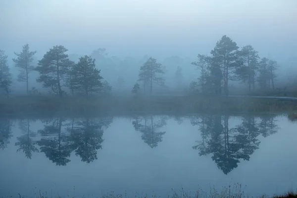 Zonsopgang Met Mist Bog Moerasgebied Met Eenzame Dennenbomen Kleine Water — Stockfoto