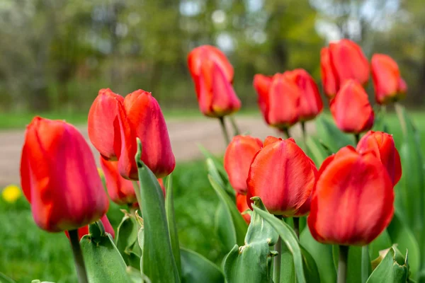 Fiori Casuali Selvatici Che Fioriscono Natura Con Fogliame Verde Nel — Foto Stock