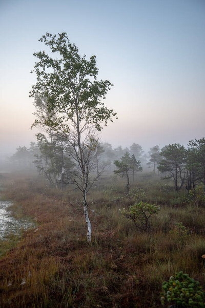 восход солнца с туманом в болотистой местности с одинокими соснами и маленькими водными прудами в поле с туманом
