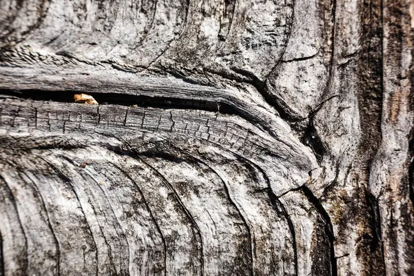 Viejo Árbol Seco Tronco Pisar Textura Con Corteza Naturaleza — Foto de Stock