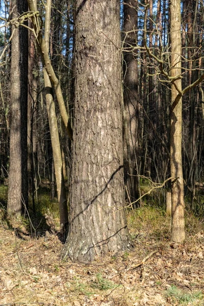 Velha Árvore Seca Tronco Stomp Textura Com Casca Natureza — Fotografia de Stock