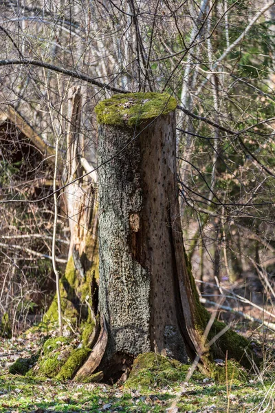 Vecchio Albero Secco Tronco Stomp Texture Con Corteccia Natura — Foto Stock