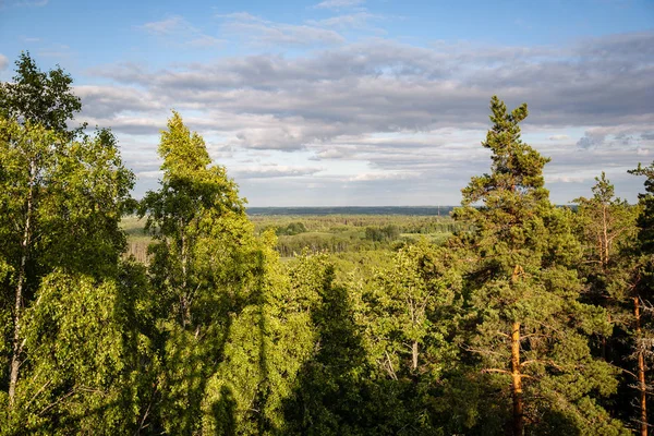 Arbustos Árvores Outono Névoa Prado Verde Campo — Fotografia de Stock