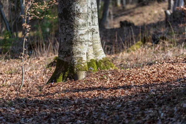 Viejo Árbol Seco Tronco Pisar Textura Con Corteza Naturaleza — Foto de Stock