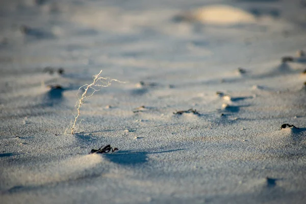 Plage Mer Vide Avec Dunes Sable Troncs Arbres Secs Lavés — Photo