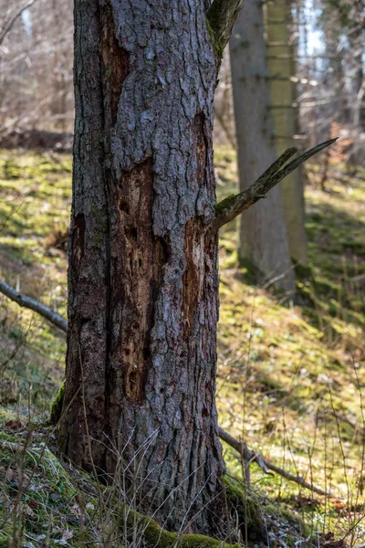 Starý Kmen Suchého Stromu Dupat Textury Kůrou Přírodě — Stock fotografie