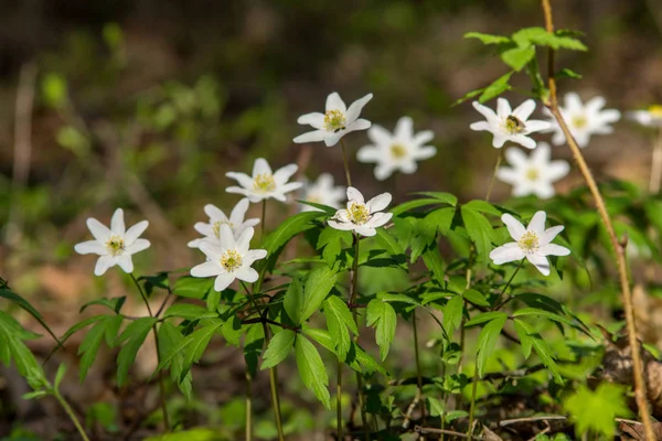 Fiori Casuali Selvatici Che Fioriscono Natura Con Fogliame Verde Nel — Foto Stock