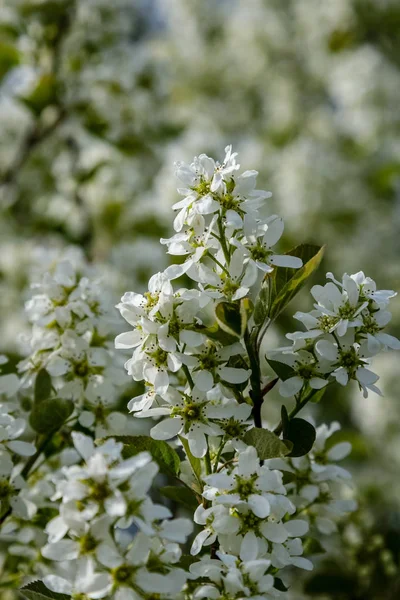 Wild Random Flowers Blooming Nature Green Foliage Meadow Field — Stock Photo, Image