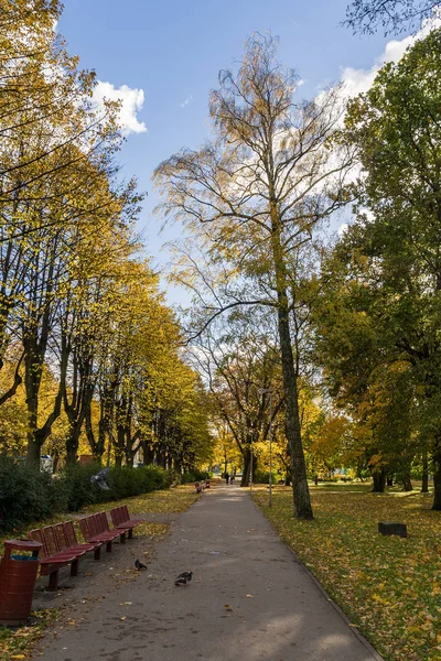 Krzewy Drzewa Mgły Jesienią Zielonej Łące Okolicy — Zdjęcie stockowe