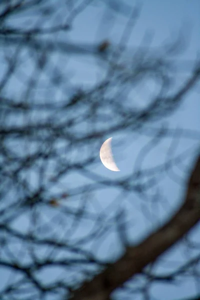 Heller Mond Blauen Himmel Durch Äste — Stockfoto