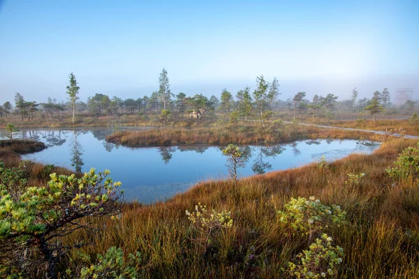 Bataklık bataklık alan yalnız çam ağaçları ile siste ve küçük su gölet alanı sis ile gündoğumu