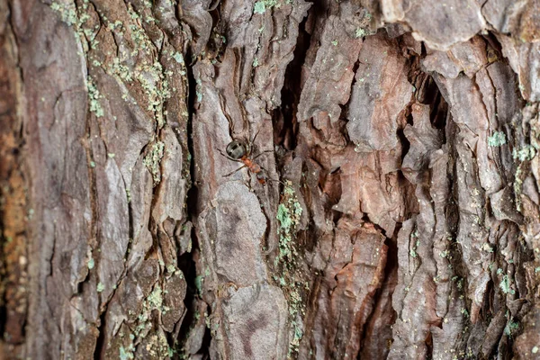 Старый Сухой Ствол Дерева Топтать Текстуру Корой Природе — стоковое фото