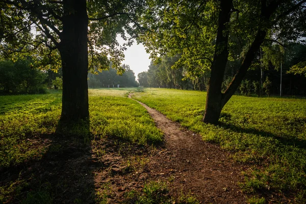 çalılar ve ağaçlar sonbahar kırsal yeşil çayır siste