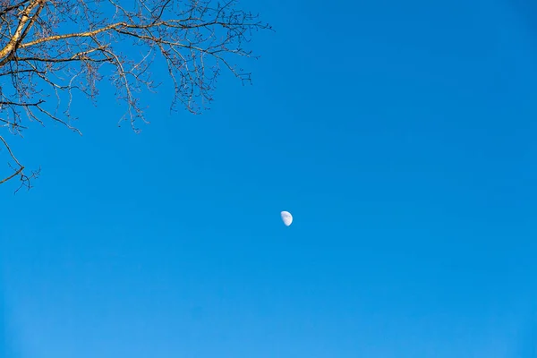 Яскравий Місяць Блакитному Небі Через Гілки Дерев — стокове фото