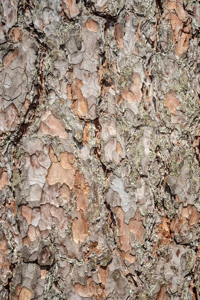 Viejo Árbol Seco Tronco Pisar Textura Con Corteza Naturaleza —  Fotos de Stock