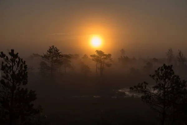 Amanecer Con Niebla Zona Pantanosa Con Pinos Solitarios Pequeños Estanques — Foto de Stock