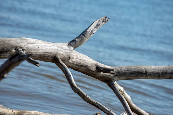 Eski kuru ağaç gövdesi stomp doku doğa kabuğu ile