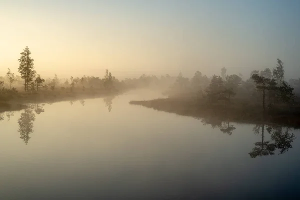 Zonsopgang Met Mist Bog Moerasgebied Met Eenzame Dennenbomen Kleine Water — Stockfoto