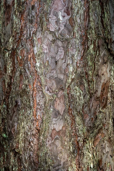 Vieux Tronc Arbre Sec Texture Piétiner Avec Écorce Dans Nature — Photo