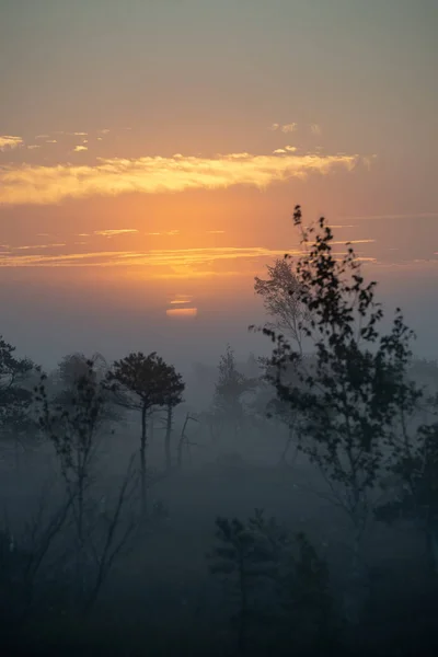 Amanecer Con Niebla Zona Pantanosa Con Pinos Solitarios Pequeños Estanques — Foto de Stock