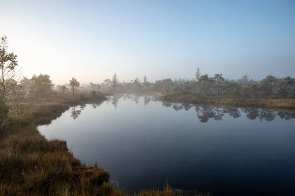 Zonsopgang Met Mist Bog Moerasgebied Met Eenzame Dennenbomen Kleine Water — Stockfoto