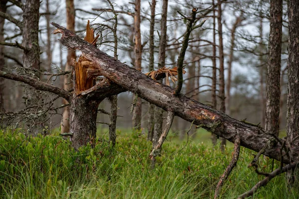 Vecchio Albero Secco Tronco Stomp Texture Con Corteccia Natura — Foto Stock