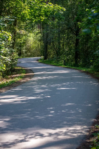Estrada Ondulada Asfalto Floresta Verão Com Sombras Brilhantes — Fotografia de Stock
