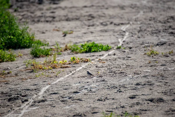 Leerer Meeresstrand Mit Sanddünen Und Trockenen Baumstämmen Die Sommer Ans — Stockfoto