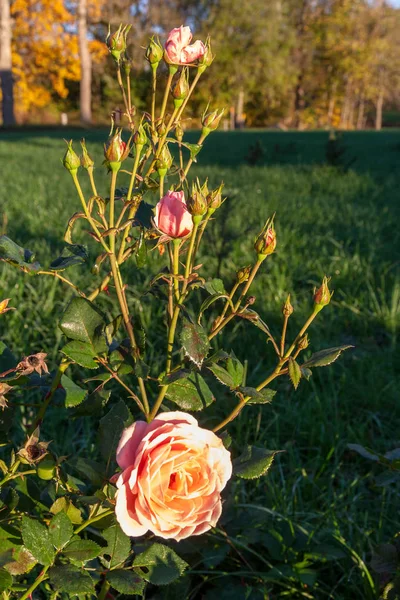 Wild Willekeurige Bloemen Bloeien Natuur Met Groen Gebladerte Weide Veld — Stockfoto