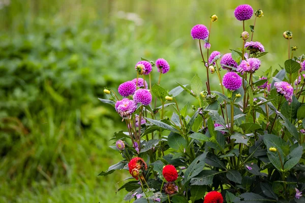 Fiori Casuali Selvatici Che Fioriscono Natura Con Fogliame Verde Nel — Foto Stock