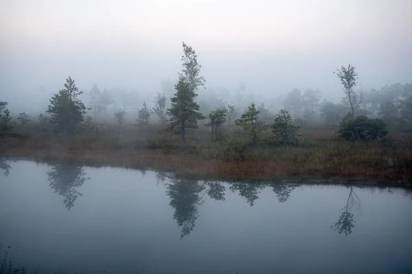 孤独な松の木沼湿原周辺の霧と霧のフィールドでの小さな池と日の出 — ストック写真