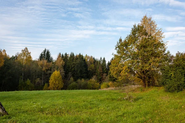 Bushes Trees Autumn Mist Green Meadow Countryside — Stock Photo, Image