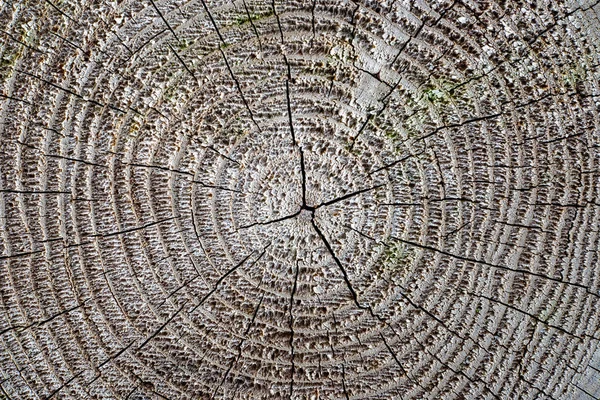 Viejo Árbol Seco Tronco Pisar Textura Con Corteza Naturaleza — Foto de Stock