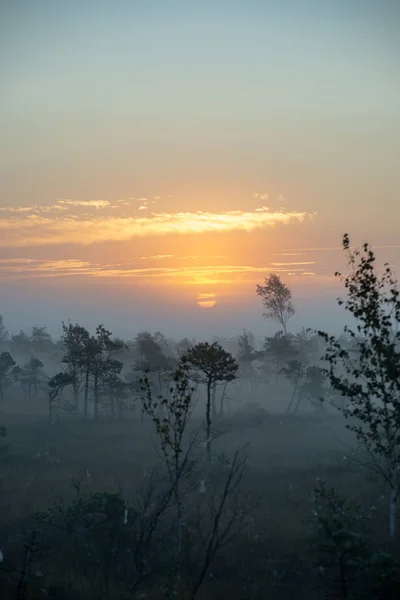 Alba Con Nebbia Zona Palude Paludosa Con Pini Solitari Piccoli — Foto Stock