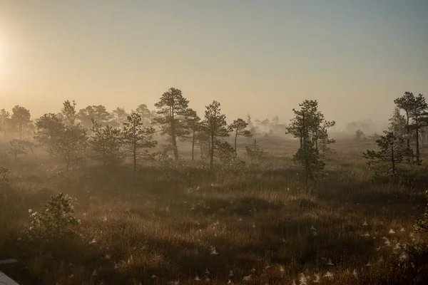 Zonsopgang Met Mist Bog Moerasgebied Met Eenzame Dennenbomen Kleine Water — Stockfoto