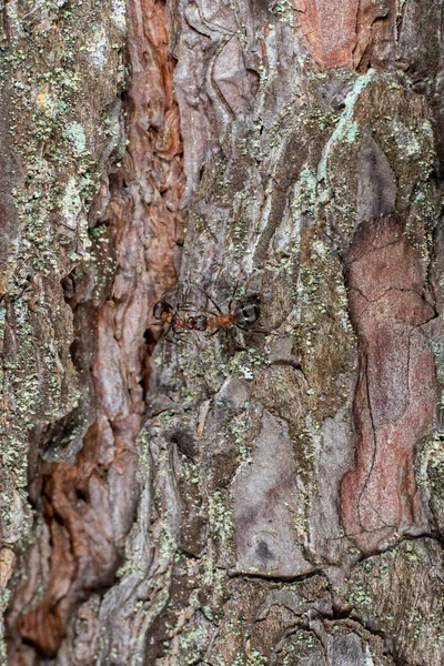 Vieux Tronc Arbre Sec Texture Piétiner Avec Écorce Dans Nature — Photo