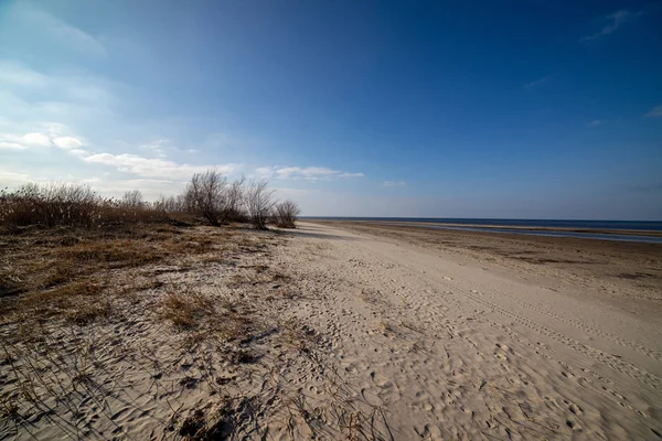 Порожній Морський Пляж Піщаними Дюнами Сухими Стовбурами Дерев Вимитими Берега — стокове фото