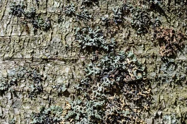 Velha Árvore Seca Tronco Stomp Textura Com Casca Natureza — Fotografia de Stock
