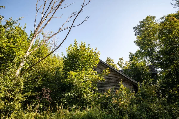 Buskar Och Träd Höstens Mist Grön Äng Landsbygden — Stockfoto