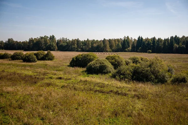 Sträucher Und Bäume Herbstnebel Auf Der Grünen Wiese Grünen — Stockfoto