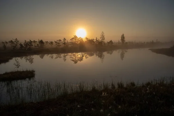Zonsopgang Met Mist Bog Moerasgebied Met Eenzame Dennenbomen Kleine Water — Stockfoto