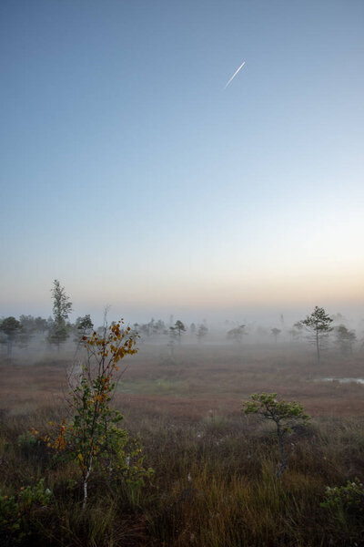 Sunrise with mist in swamp bog area with lonely pine trees and small water ponds in field with fog