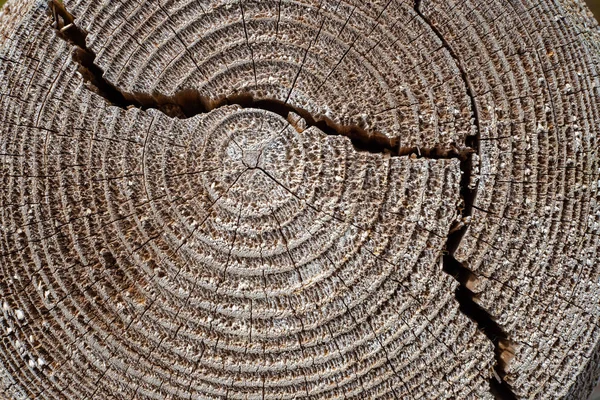 Vecchio Albero Secco Tronco Stomp Texture Con Corteccia Natura — Foto Stock