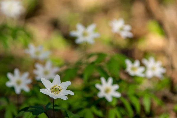 Дикие Цветы Цветущие Природе Зеленой Листвы Лугу — стоковое фото